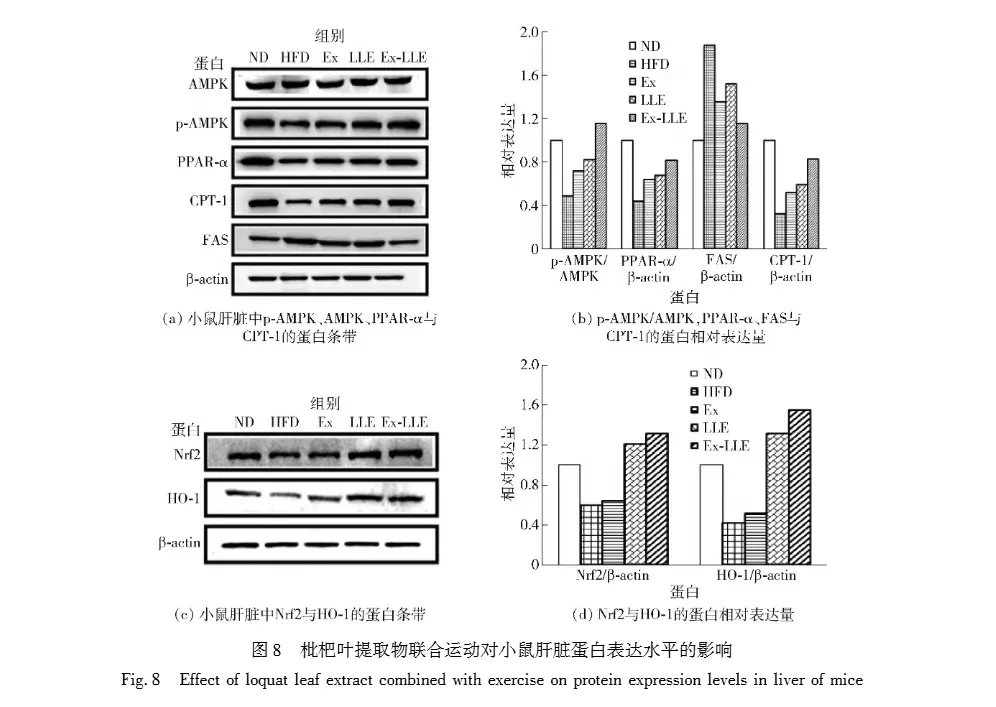 Effect and mechanism of Loquat Leaf Extract Effect and mechanism of Loquat Leaf Extract